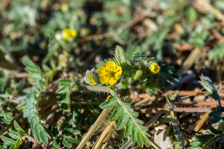 Bulgarian Tribulus 90 caps - VemoHerb